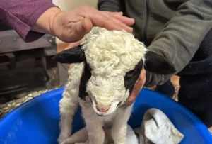 Kuzu Kıvırcık’a Bebek Gibi Bakılıyor