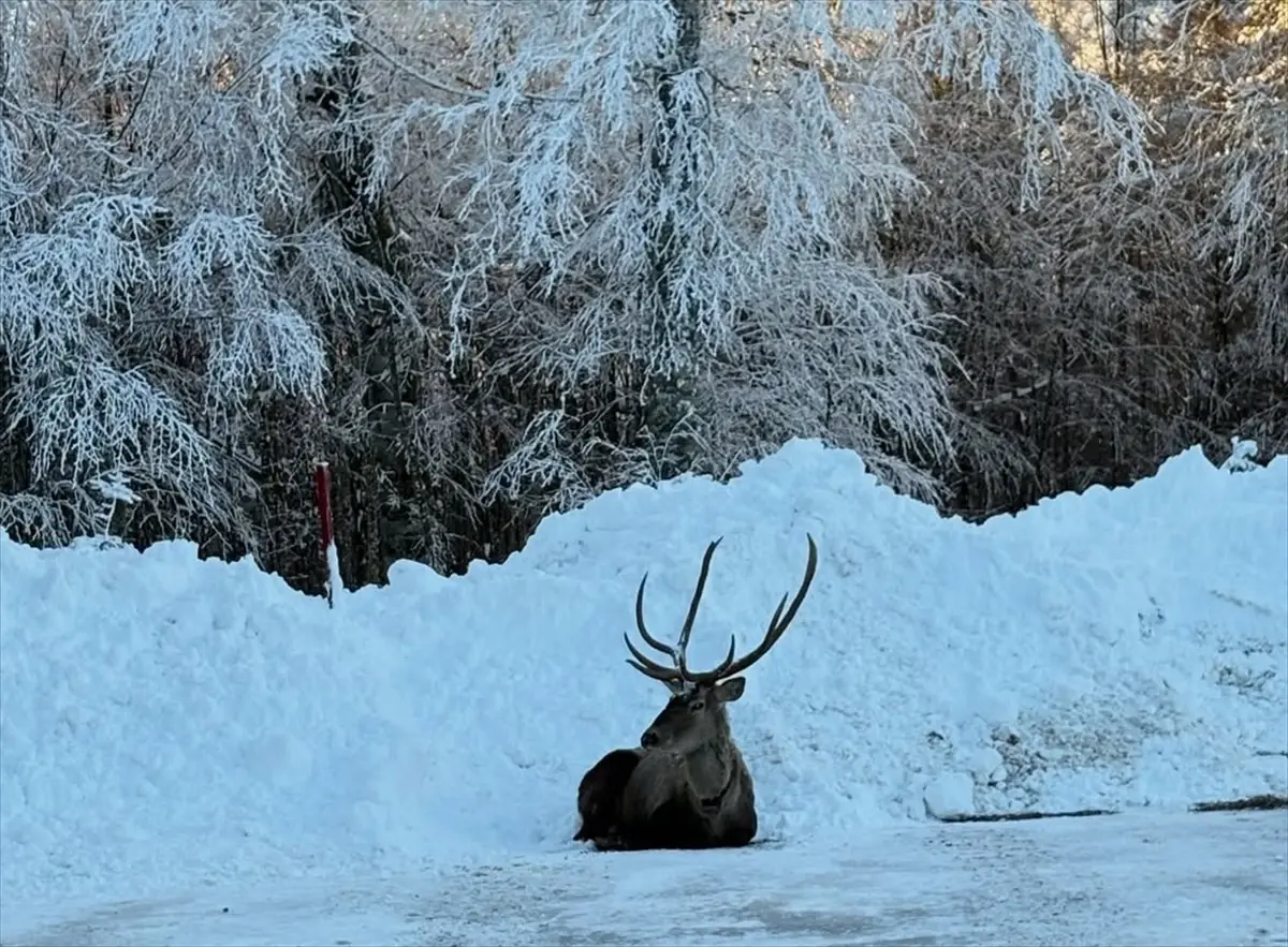 Kuzuyayla’da Kızıl Geyik Görüntülendi