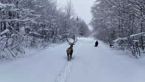 Kuzuyayla’da Kızılgeyik Görüntülendi