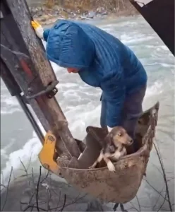 Mahsur Kalan Yavru Köpek Kurtarıldı