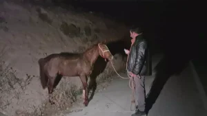 Malatya’da Yarış Tayları Trafik Kazasında Öldü