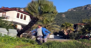 Manzara kapanıyor diye asırlık palmiyeyi kökünden kestiler