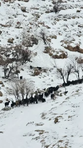 Midyat’ta Mahsur Kalan Çoban Kurtarıldı