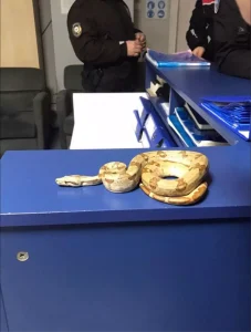 Mısır Yılanı Besleyen Kişiye Cezai İşlem