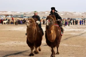 Moğolistan’da Deve Festivali