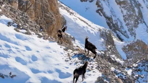 Munzur Dağları’nda Çengel Boynuzlu Keçiler Görüntülendi