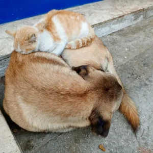 Nazilli’de Kedi ve Köpek Arasındaki Dostluk