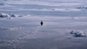 ‘Nihilist Penguen’ Yıllar Sonra Viral Oldu: Sürüden Ayrılan Penguenin Hikayesi