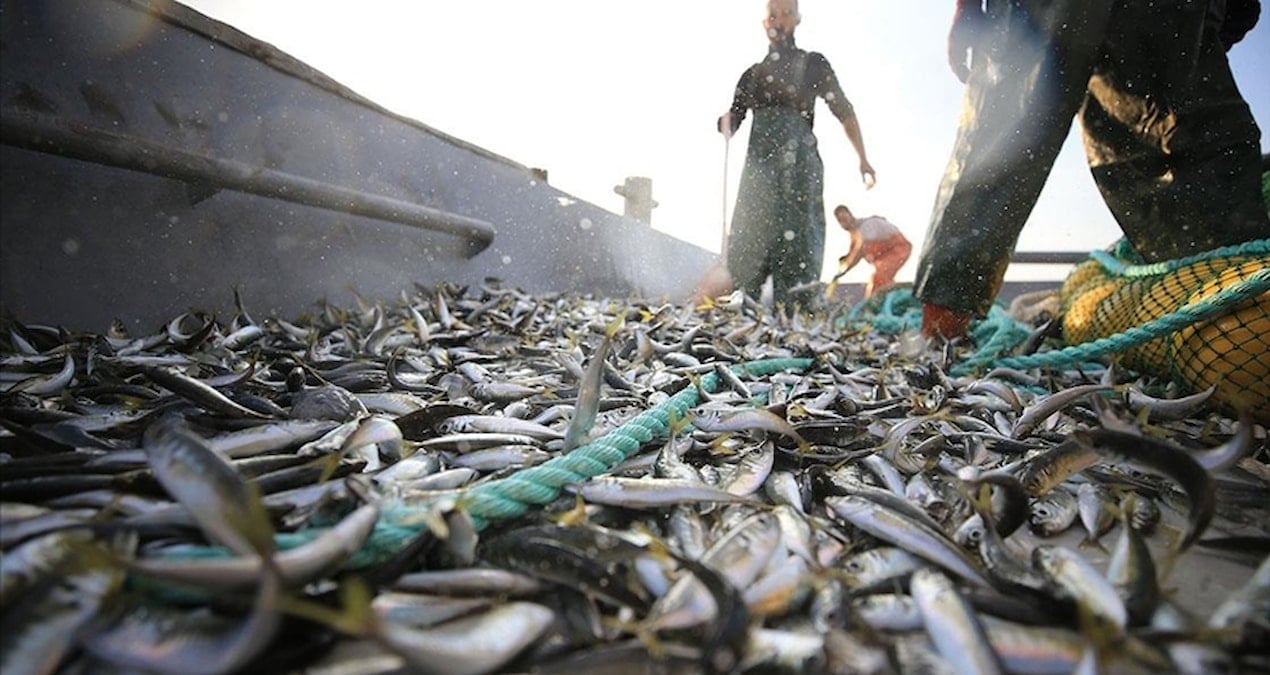 Rusya, Hollanda, Romanya, Japonya… Hepsi Türkiye’den o balığı alıyor