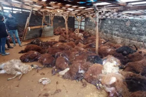 Sabah ahırına giden vatandaş, gördüğü manzara karşısında yıkılıp kaldı