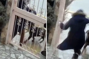 Sahipsiz köpeklerin saldırısına uğrayan kadın komşusunun müdahalesiyle kurtuldu