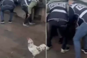 Saklandığı kümeste öksürünce yakayı ele verdi