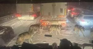 Şanlıurfa’da çekildiği öne sürülen bu fotoğraf sosyal medyayı ikiye böldü