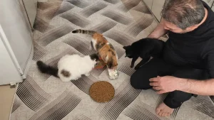 Sason’da Sokak Kedilerine Sıcak Yuva