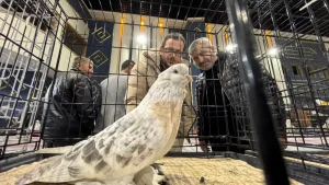 Şebap Güvercin Festivali’nde Rekor İlgi