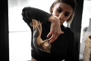 Sincap Yoda Doğaya Dönüş İçin Eğitiliyor