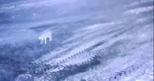 Sisli havada köye inen kurt, ağıldaki 200 koyunu öldürdü