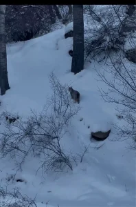 Sivas’ta Vaşak Yiyecek Ararken Görüntülendi