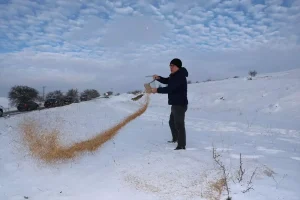 Sivas’ta Yaban Hayvanları İçin Yem Bırakıldı