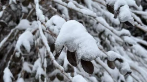 Sivas’ta Yoğun Kar Yağışı