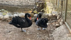 Siyah Kuğular Kuluçkaya Yattı