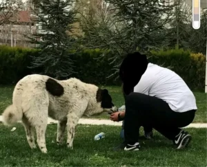 Sokak Köpeği ‘Matmazel’ Darbedilerek Öldürüldü
