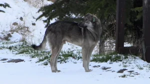 Sokak Köpekleri 8 Yaşındaki Çocuğa Saldırdı