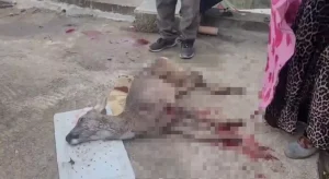 Sokak Köpekleri Karacayı Öldürdü