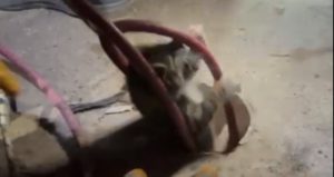 Sondaj kuyusuna düşen yavru kedinin imdadına itfaiye yetişti