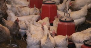 Tavuklara Türk sanat müziği dinletti, verim fırladı