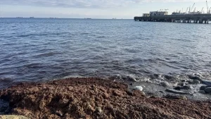 Tekirdağ’da Kırmızı Yosun Alarmı