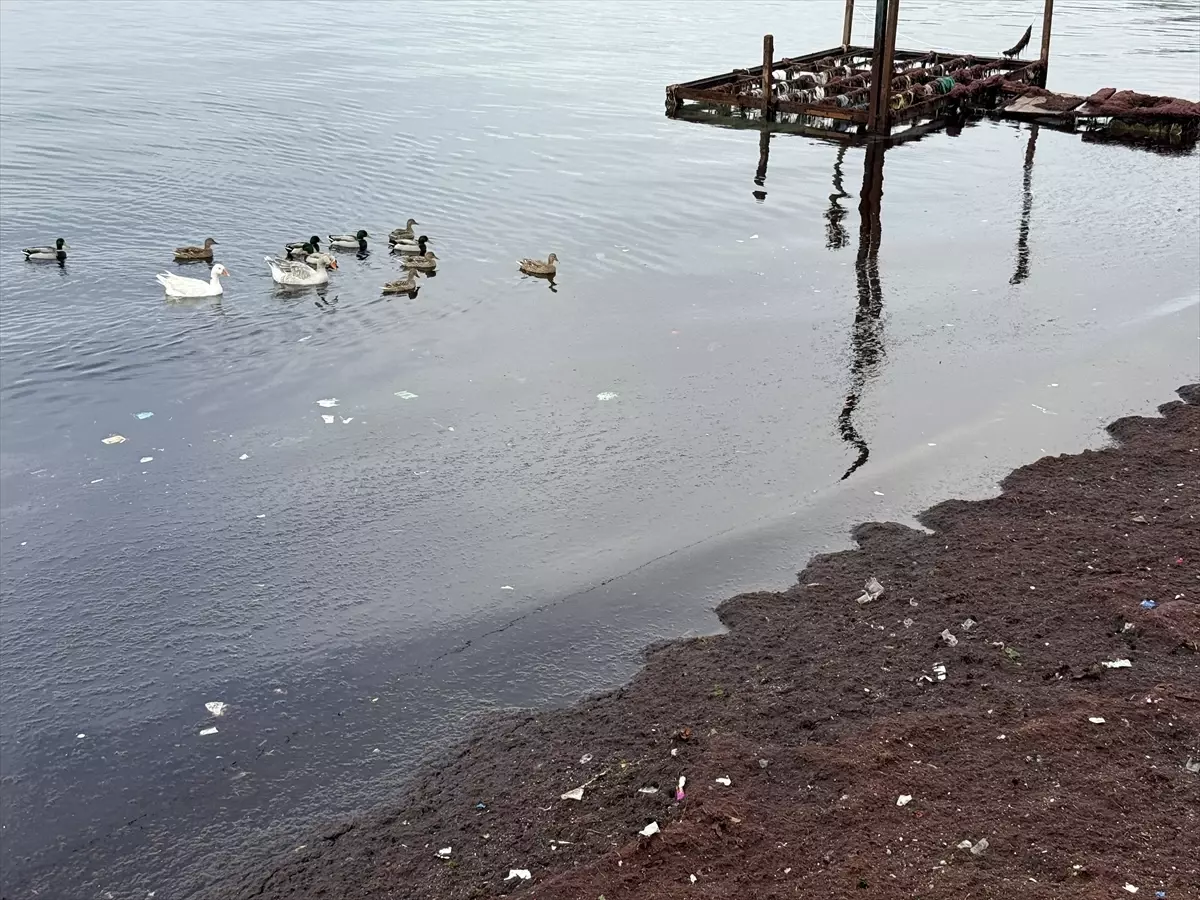 Tekirdağ’da Kırmızı Yosun Yığıntısı