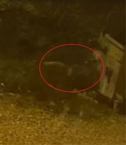 Tilki İnegöl Mahallesinde Görüntülendi