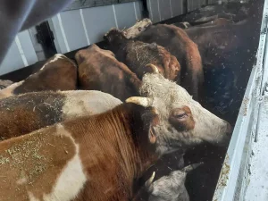 TIR’daki Hayvanlara Yardım