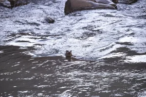 Tunceli’de Su Samuru Görüntülendi