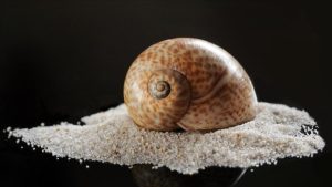 Türkiye 2025’te deniz salyangozu ihracatından 20,9 milyon dolar kazandı