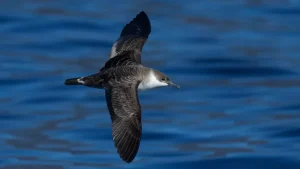 Türkiye’de İlk Kez: Büyük Yelkovan Kuşu Görüntülendi