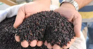 Türkiye’de yetişiyor ama yüzüne bakan yok! İşte Rusların soğuk havalarda hasta olmamasının sırrı