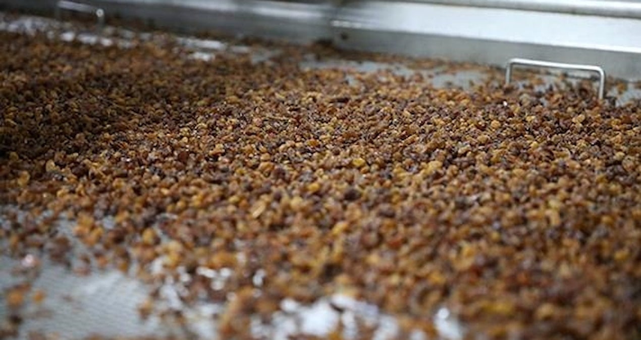 Türkiye’de yüzüne bakan yok… Japonların hafızalarının güçlü olmasının nedeni meğer buymuş