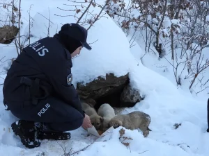 Uludere’de Sokak Hayvanlarına Yiyecek Desteği