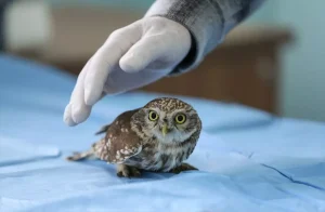 Van Gölü’nde Yaban Hayvanları Kar Yağışından Etkilendi