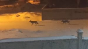 Van’da aç kurtlar sokaklarda