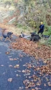 Yaban Domuzu Avcılara Saldırdı