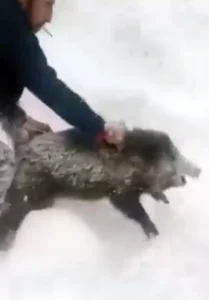 Yaban Domuzu ile İlginç Anlar