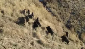 Yaban Hayatını Gözlemleyen Doktor