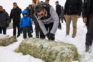 Yaban Keçilerine Kış Yardımı