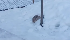 Yabani Tavşan Okul Bahçesinde Görüntülendi