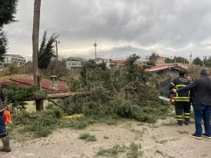 Yalova’da Kuvvetli Rüzgar Ağaçları Devirdi