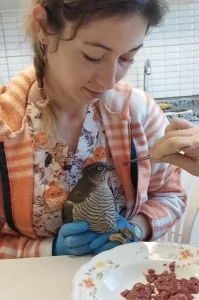 Yaralı Atmaca Yavrusu Doğaya Salındı