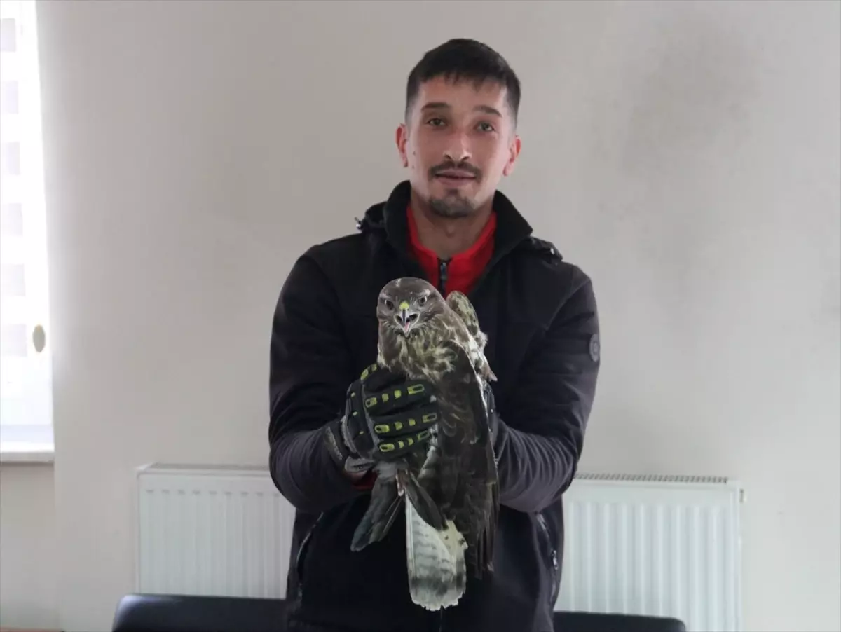 Yaralı Kızıl Şahin Kurtarıldı